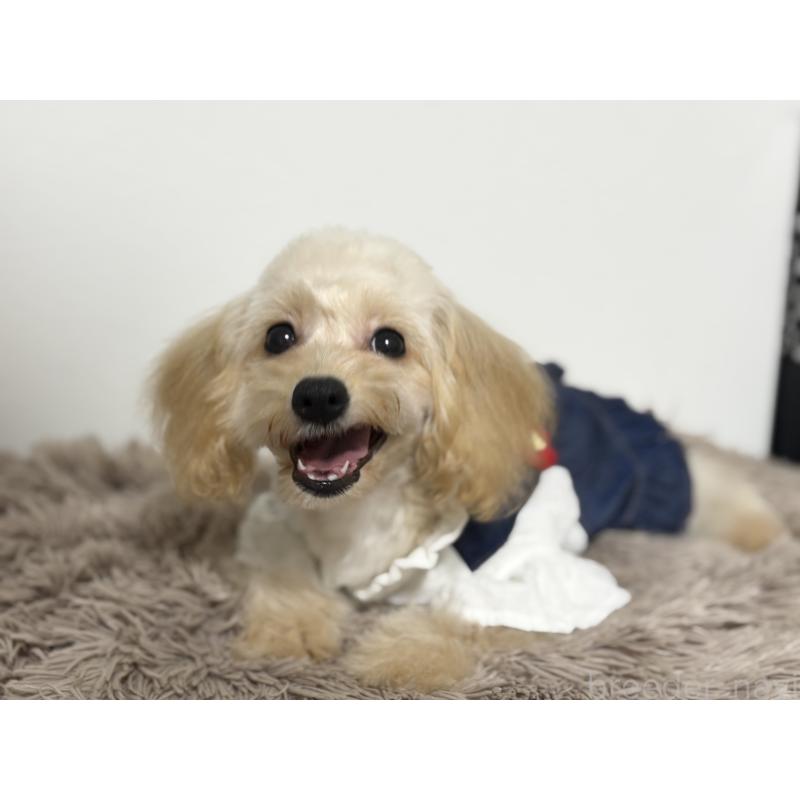 販売中の埼玉県のポメプー:ポメラニアン×トイプードル-414102の3枚目