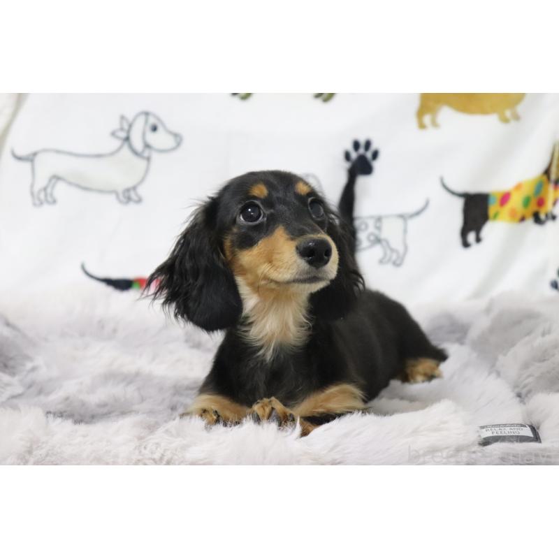 成約済の香川県のカニンヘンダックスフンド(ロングヘアード)-400368の12枚目