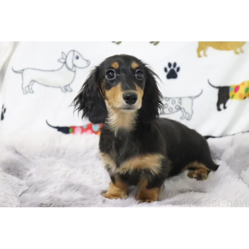 成約済の香川県のカニンヘンダックスフンド(ロングヘアード)-400368の11枚目