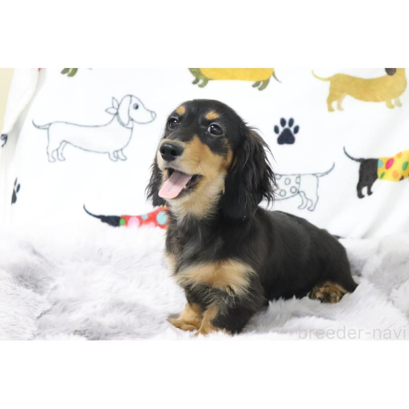 成約済の香川県のカニンヘンダックスフンド(ロングヘアード)-400368の10枚目