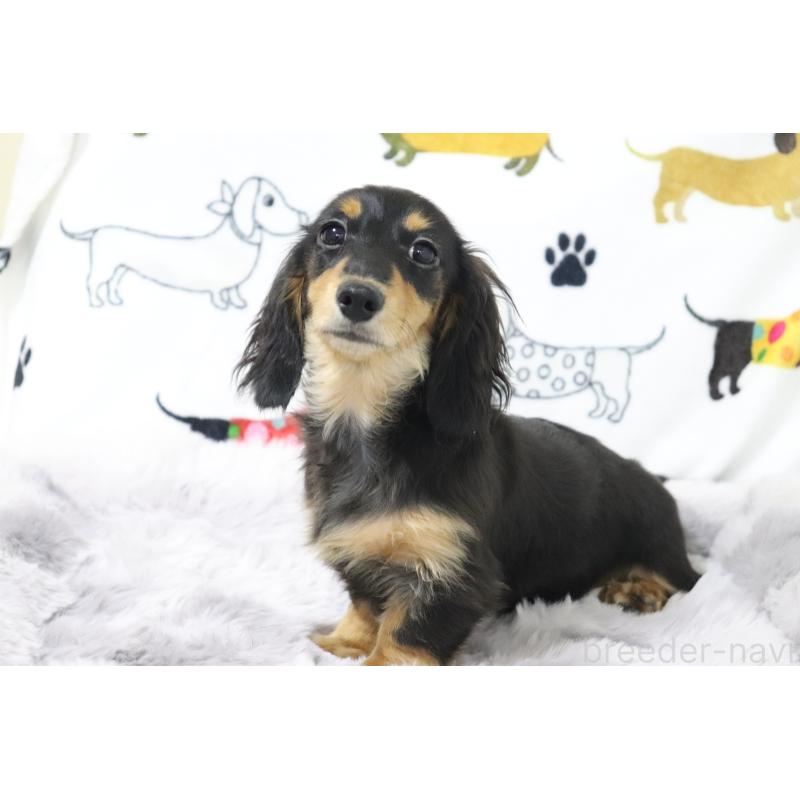 成約済の香川県のカニンヘンダックスフンド(ロングヘアード)-400368の9枚目