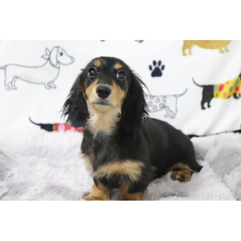 成約済の香川県のカニンヘンダックスフンド(ロングヘアード)-400368の8枚目