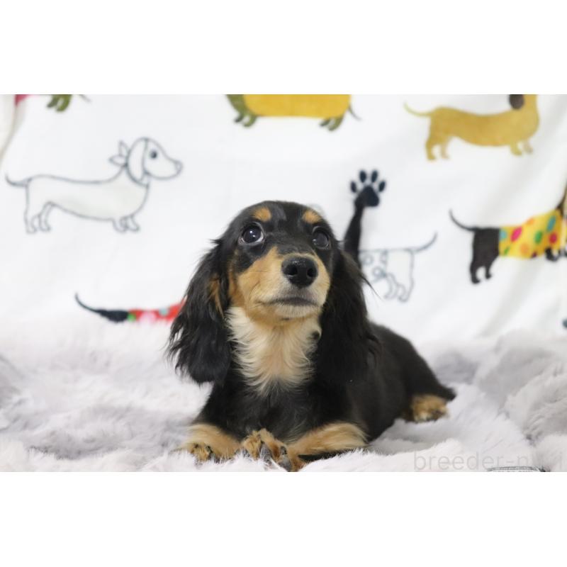 成約済の香川県のカニンヘンダックスフンド(ロングヘアード)-400368の7枚目