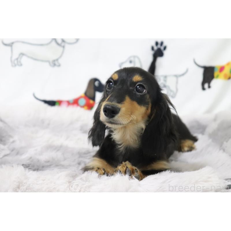 成約済の香川県のカニンヘンダックスフンド(ロングヘアード)-400368の6枚目