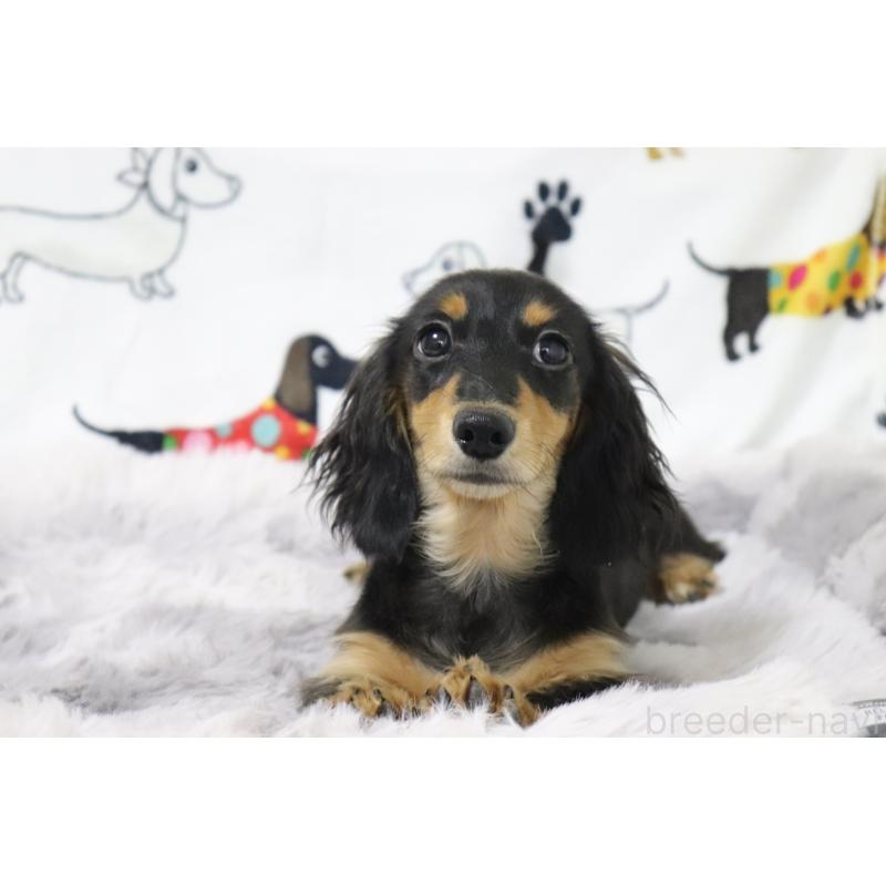 成約済の香川県のカニンヘンダックスフンド(ロングヘアード)-400368の5枚目