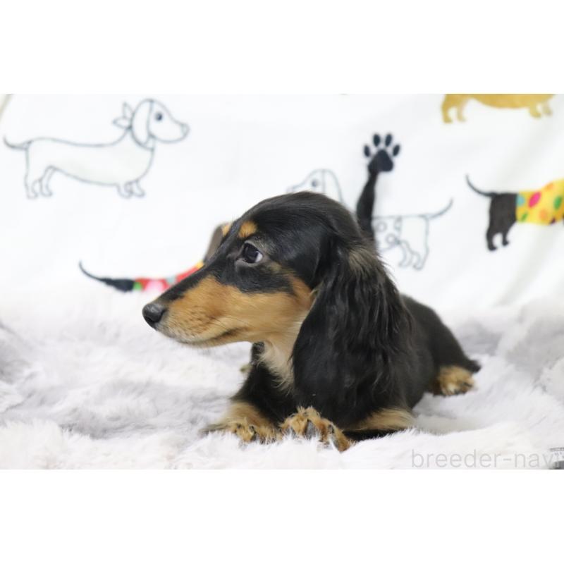 成約済の香川県のカニンヘンダックスフンド(ロングヘアード)-400368の4枚目