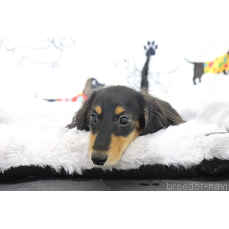 成約済の香川県のカニンヘンダックスフンド(ロングヘアード)-400368の3枚目