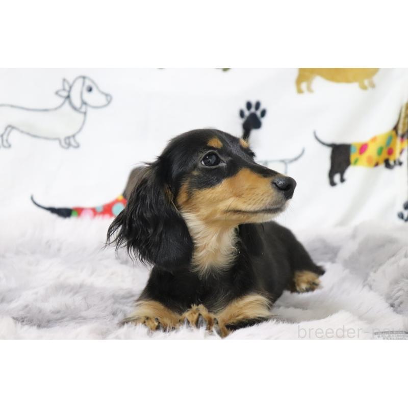 成約済の香川県のカニンヘンダックスフンド(ロングヘアード)-400368の2枚目