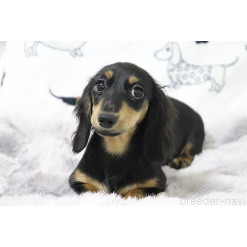 販売中の香川県のカニンヘンダックスフンド(ロングヘアード)-400367の7枚目