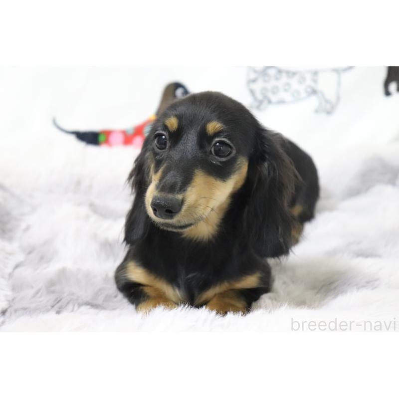 販売中の香川県のカニンヘンダックスフンド(ロングヘアード)-400367の6枚目