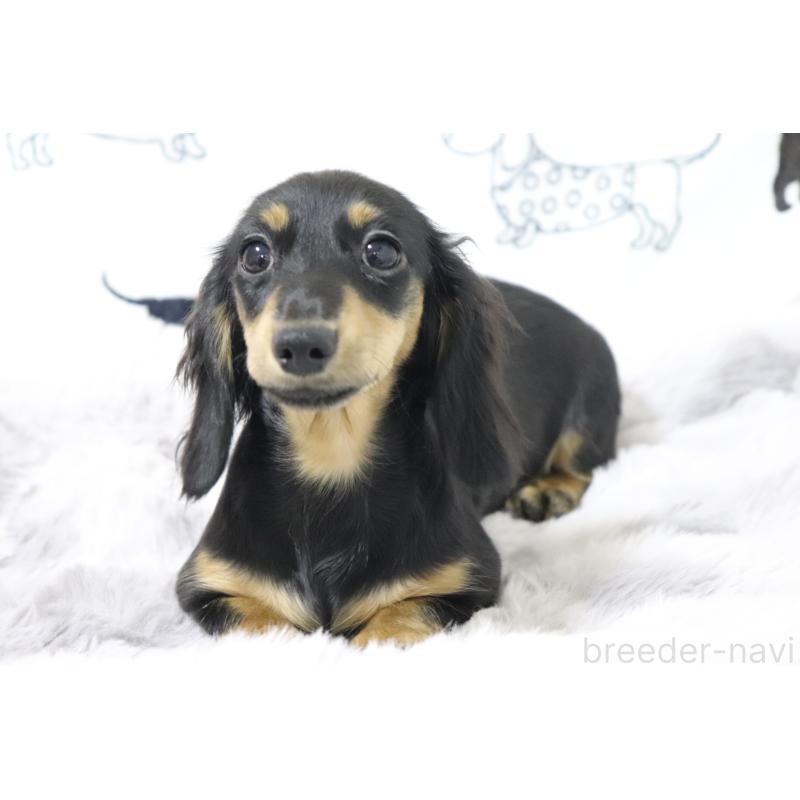 販売中の香川県のカニンヘンダックスフンド(ロングヘアード)-400367の5枚目