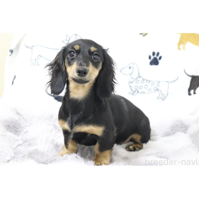 販売中の香川県のカニンヘンダックスフンド(ロングヘアード)-400367の4枚目