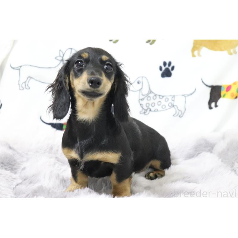 販売中の香川県のカニンヘンダックスフンド(ロングヘアード)-400367の3枚目