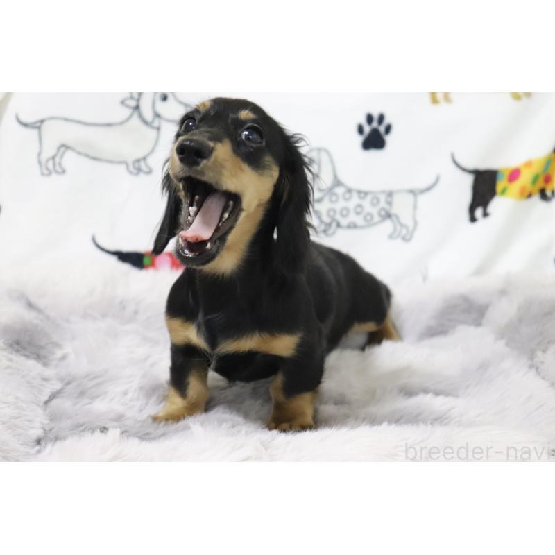 販売中の香川県のカニンヘンダックスフンド(ロングヘアード)-400367の2枚目