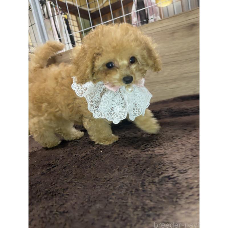 販売中の茨城県のタイニープードル-417345の3枚目