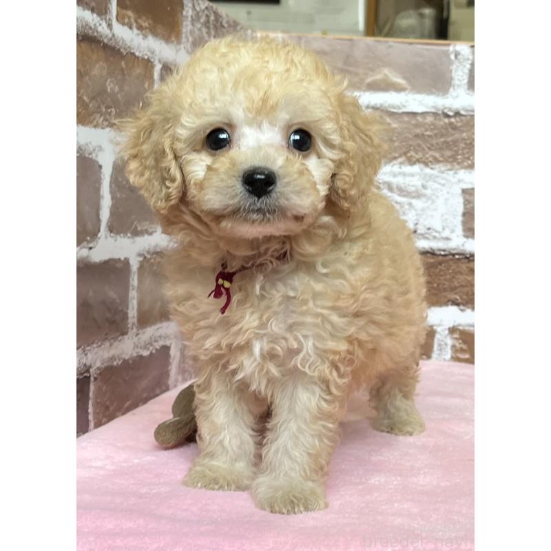 成約済の鹿児島県のトイプードル-419722の7枚目