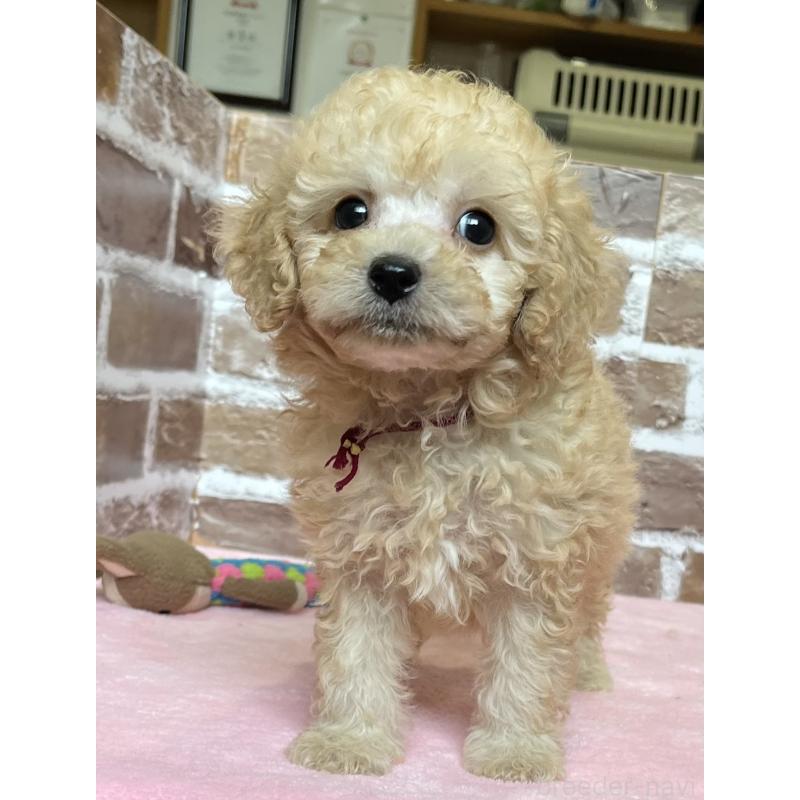 成約済の鹿児島県のトイプードル-419722の5枚目