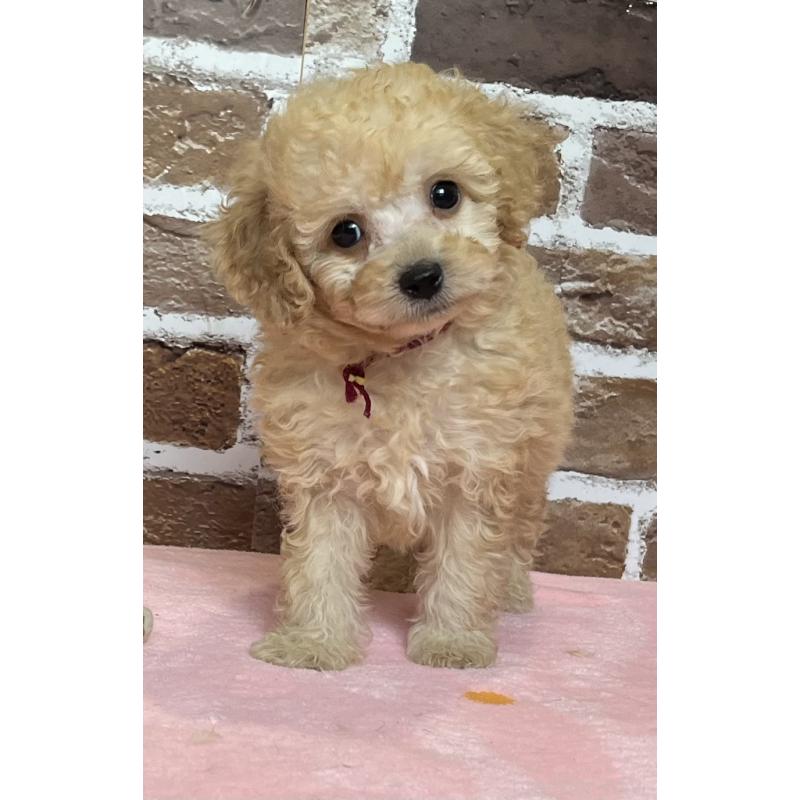 成約済の鹿児島県のトイプードル-419722の4枚目