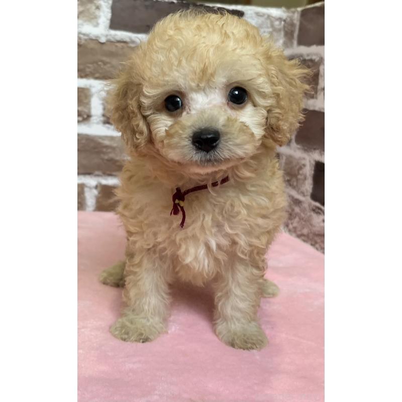 成約済の鹿児島県のトイプードル-419722の3枚目