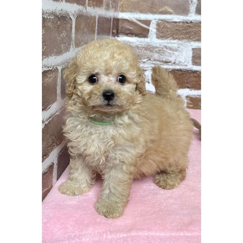 販売中の鹿児島県のトイプードル-418483