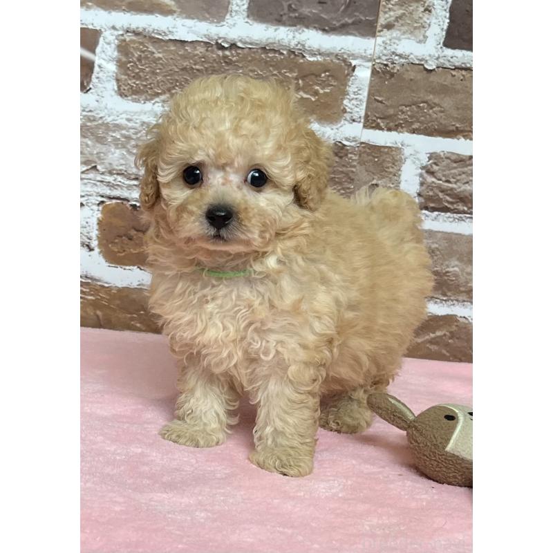 成約済の鹿児島県のトイプードル-418483の7枚目