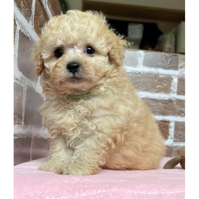 成約済の鹿児島県のトイプードル-418483の6枚目