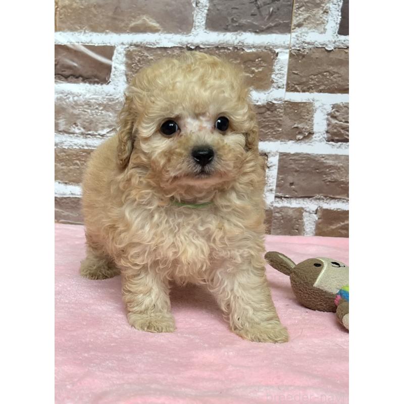 成約済の鹿児島県のトイプードル-418483の5枚目