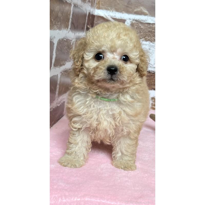 成約済の鹿児島県のトイプードル-418483の3枚目