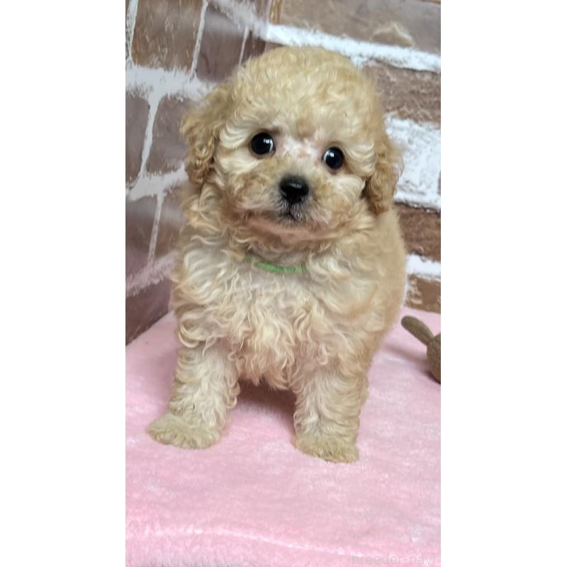 成約済の鹿児島県のトイプードル-418483の2枚目