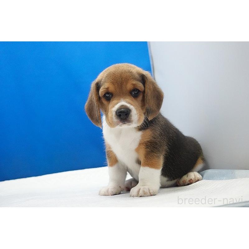 販売中の愛知県のビーグル-418307の13枚目