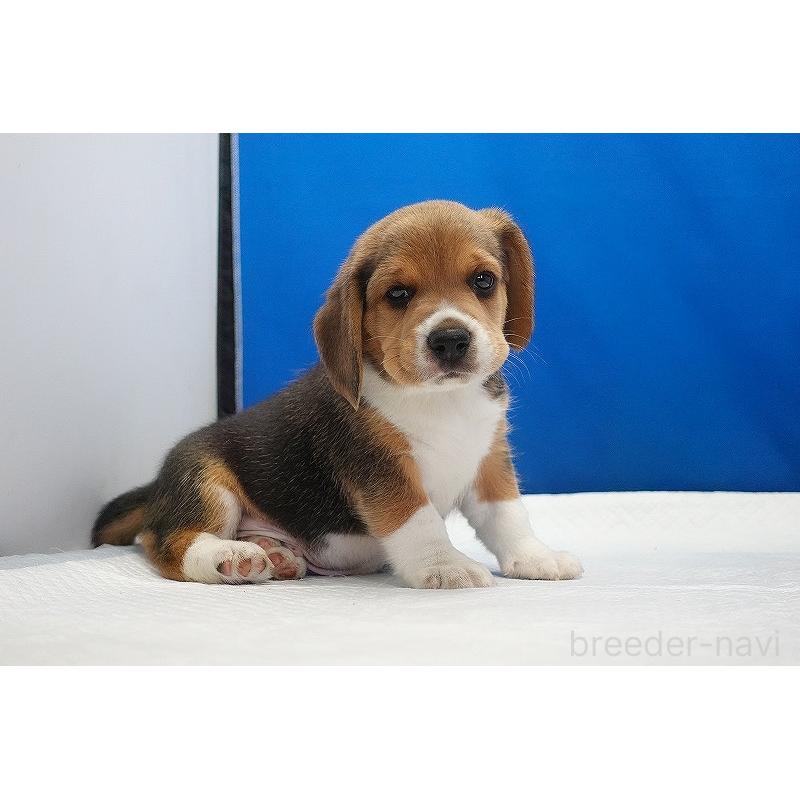 販売中の愛知県のビーグル-418307の12枚目