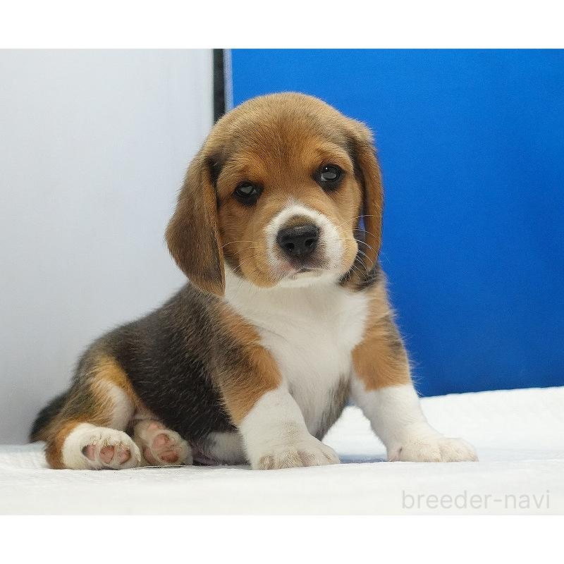 販売中の愛知県のビーグル-418307の11枚目