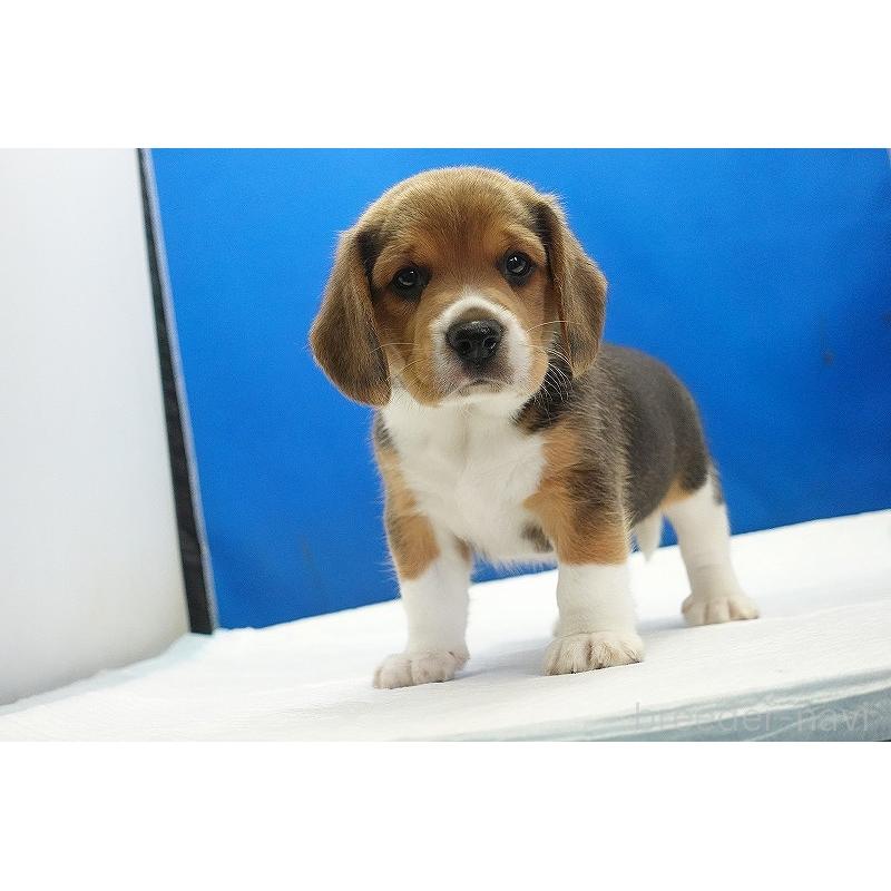 販売中の愛知県のビーグル-418307の10枚目