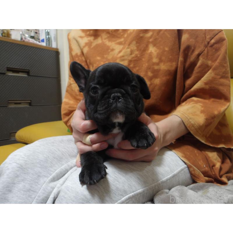 販売中の大阪府のフレンチブルドッグ-418715の2枚目