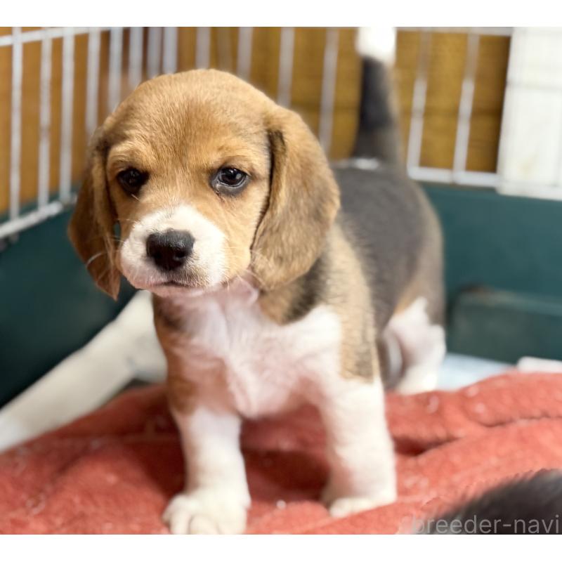 成約済の愛知県のビーグル-418304の5枚目