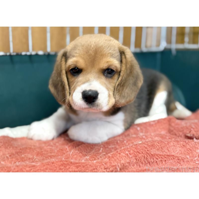 成約済の愛知県のビーグル-418304の4枚目