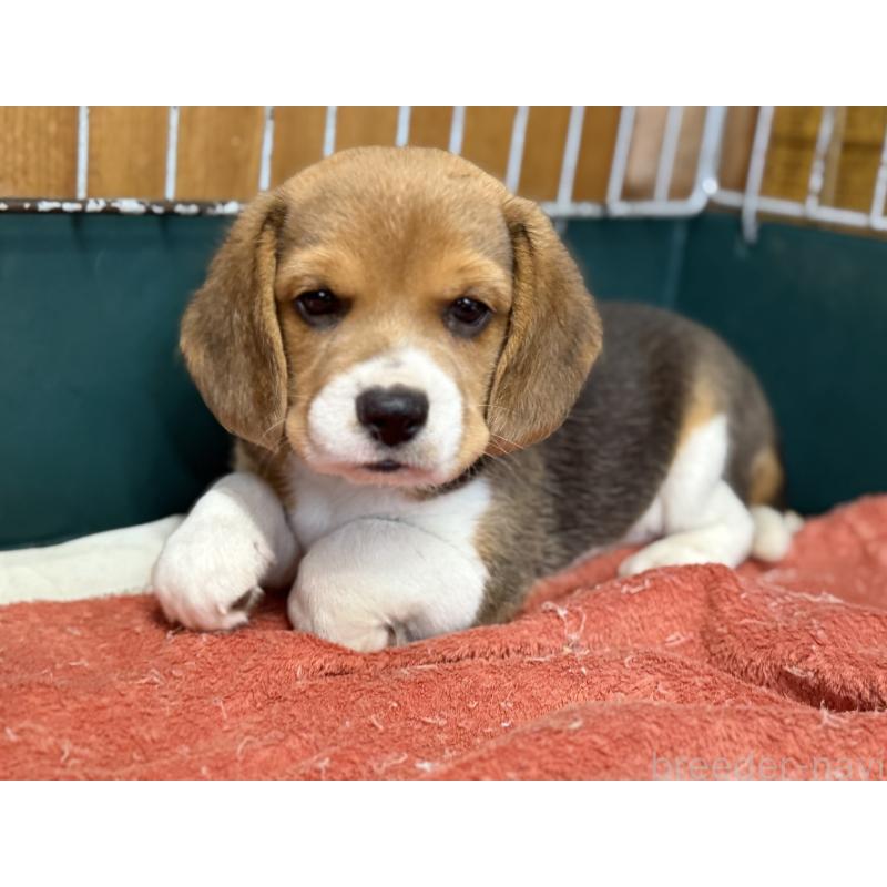 成約済の愛知県のビーグル-418304の3枚目