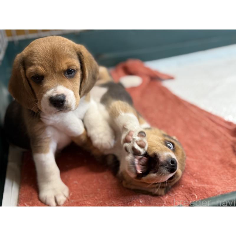 販売中の愛知県のビーグル-418307の8枚目