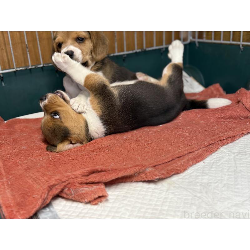 販売中の愛知県のビーグル-418307の7枚目