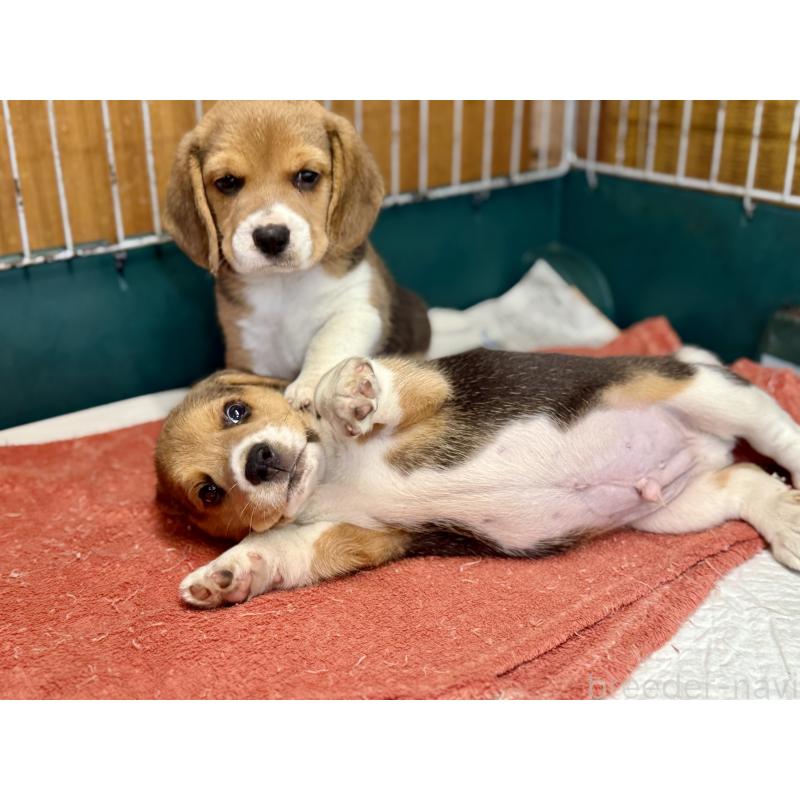 販売中の愛知県のビーグル-418307の6枚目