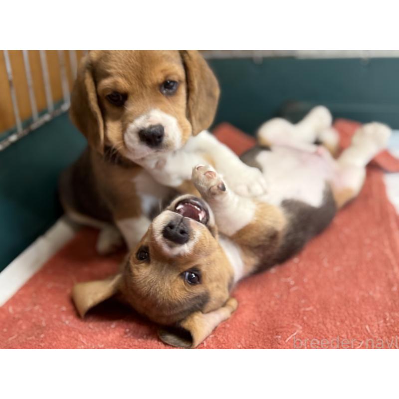 販売中の愛知県のビーグル-418307の5枚目