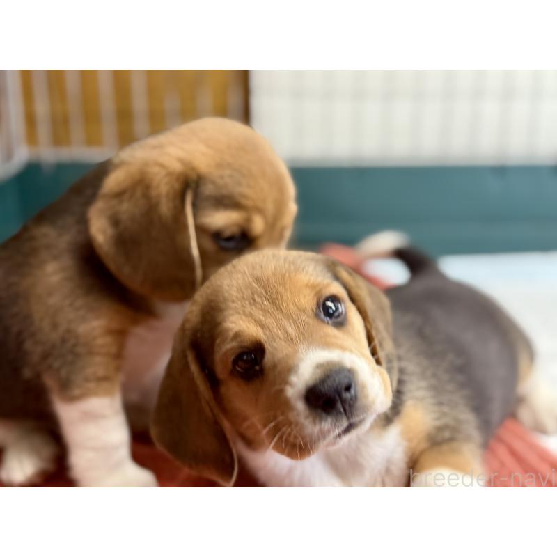 販売中の愛知県のビーグル-418307の4枚目