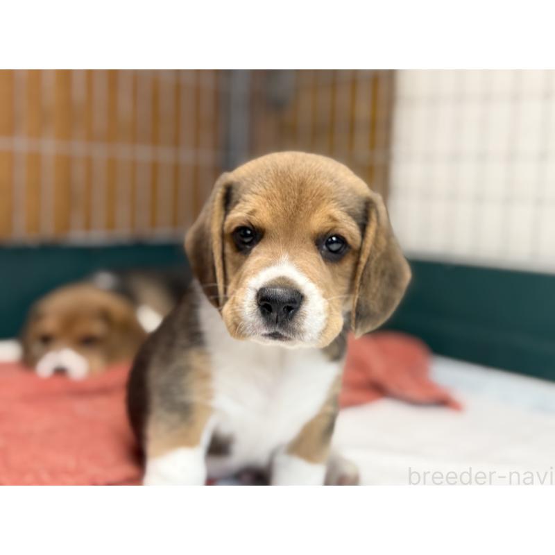 販売中の愛知県のビーグル-418307の3枚目