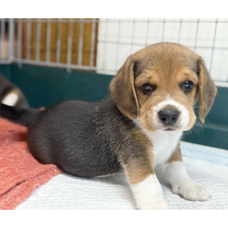 販売中の愛知県のビーグル-418307の2枚目