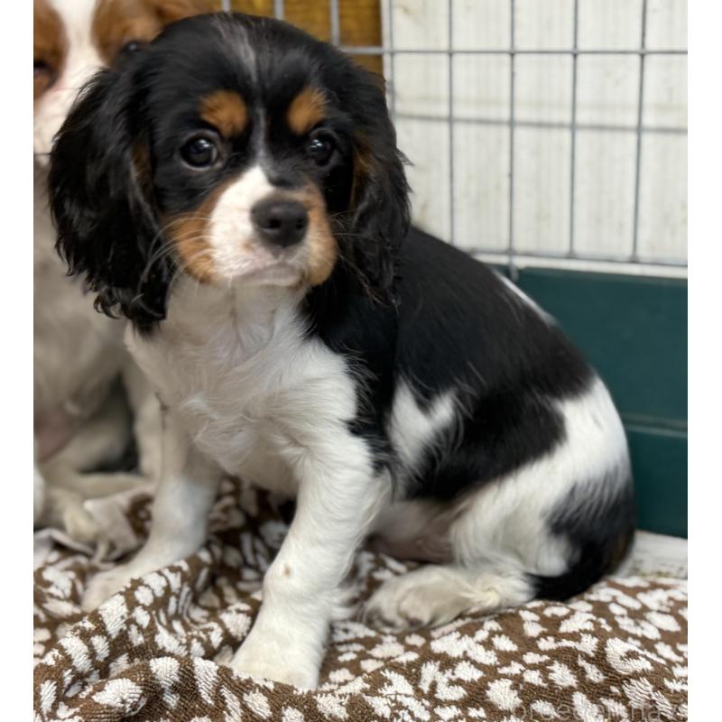 成約済の愛知県のキャバリアキングチャールズスパニエル-416002の5枚目