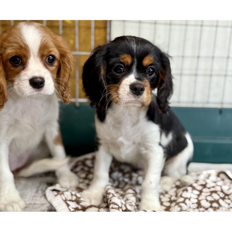 成約済の愛知県のキャバリアキングチャールズスパニエル-416002の4枚目