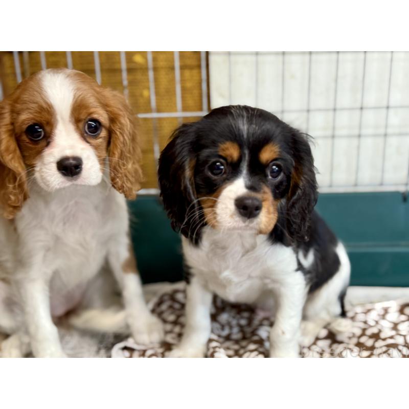 成約済の愛知県のキャバリアキングチャールズスパニエル-416002の3枚目