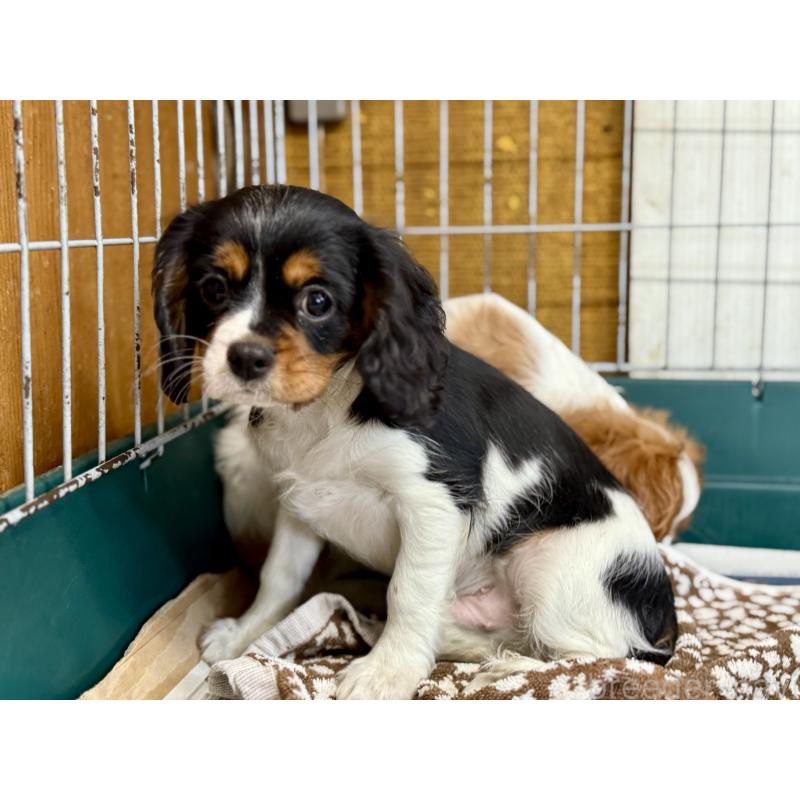 成約済の愛知県のキャバリアキングチャールズスパニエル-416002の2枚目