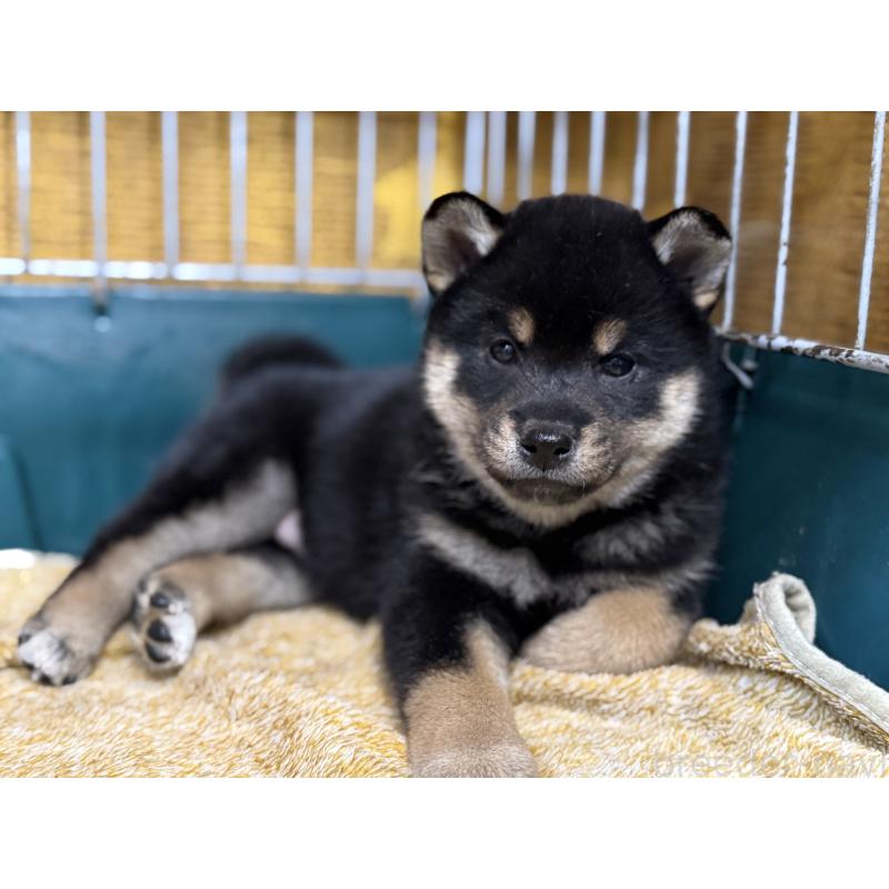 販売中の愛知県の柴犬-418311の5枚目