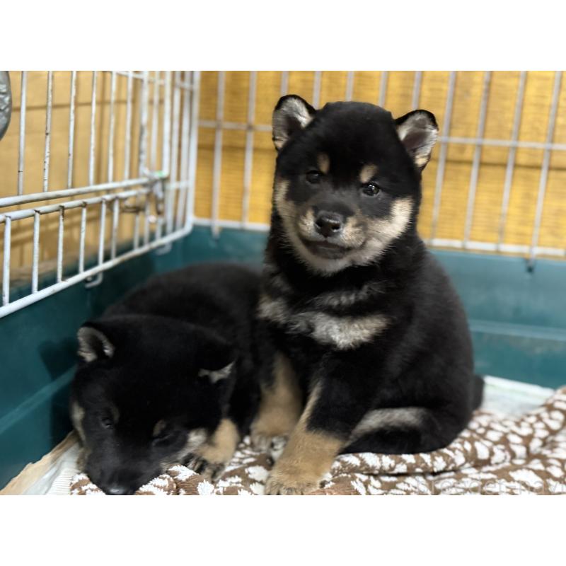 販売中の愛知県の柴犬-418311の4枚目